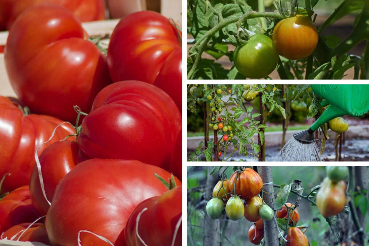 Городники назвали найкраще добриво для помідорів – врожаю бути