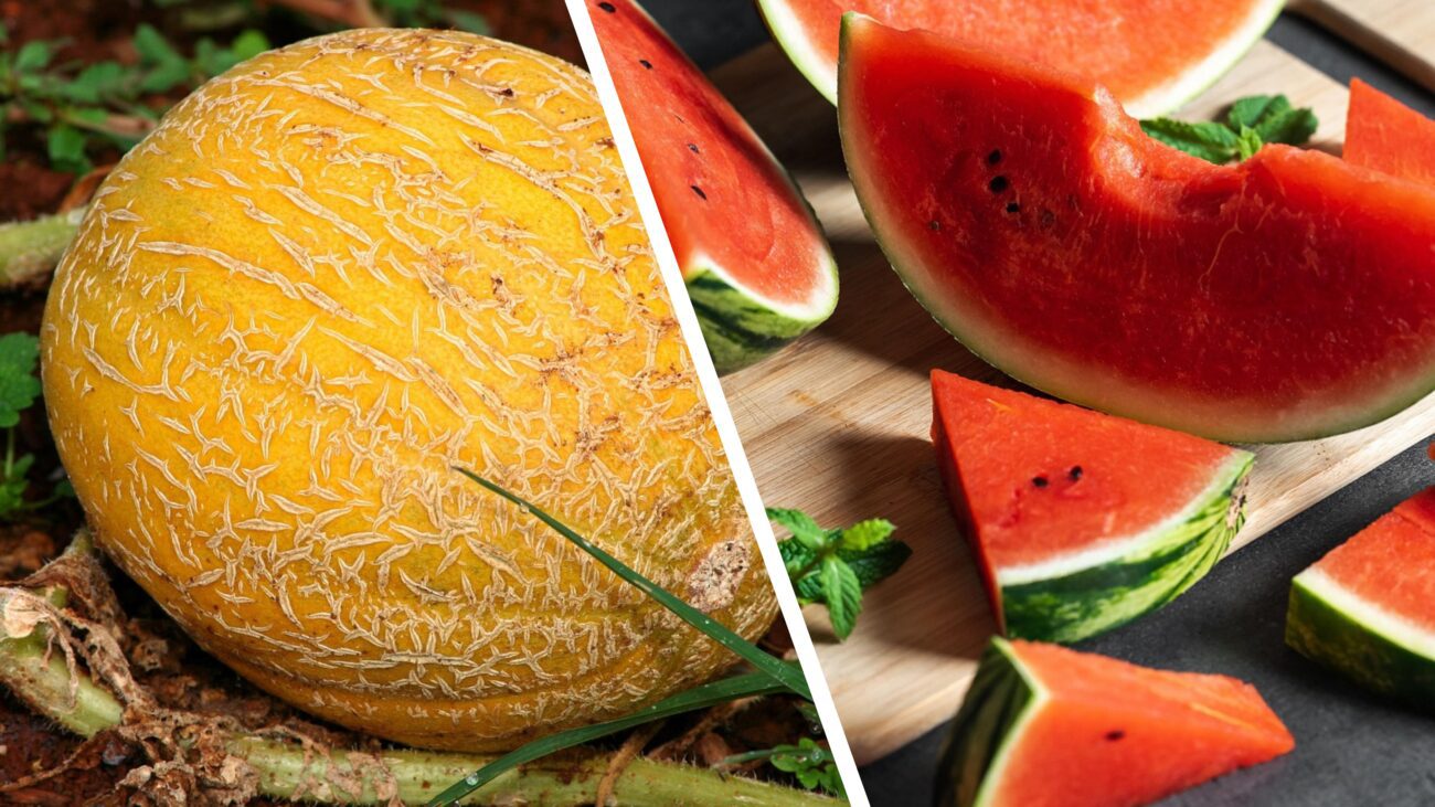 Садівники розсекретили сприятливі дати для висадки кавунів і динь в червні 2025