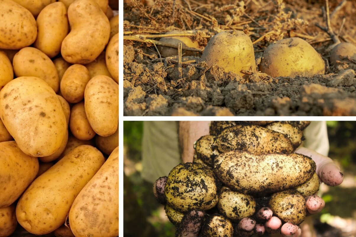 Городники розсекретили рецепт найефективнішої підгодівлі для картоплі в червні