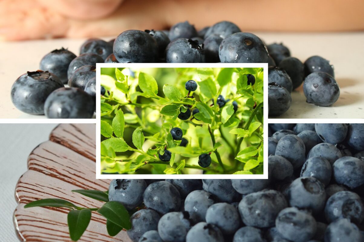 Садівники назвали переваги вирощування лохини на ділянці в 2025-му