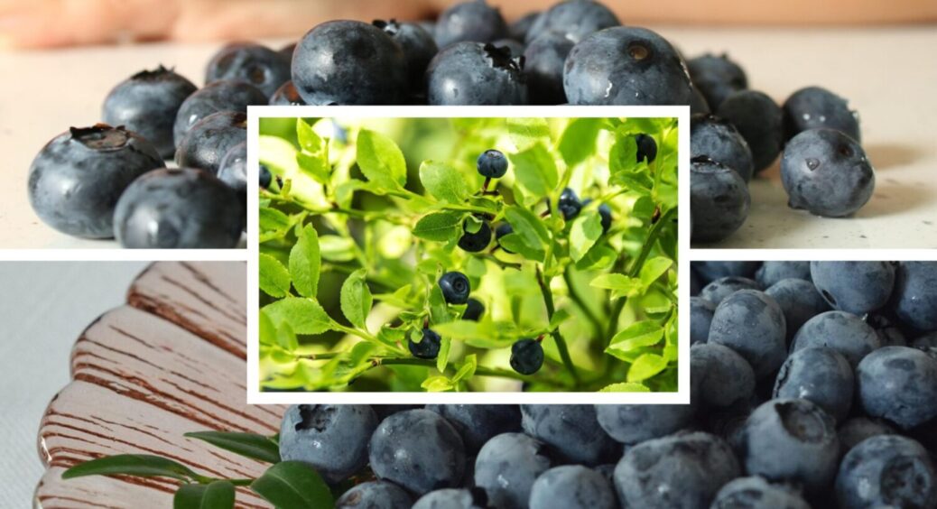 Лохина – ваш мастхев на дачі: чому потрібно мати цю культуру на своїй ділянці в 2025 – переваги 