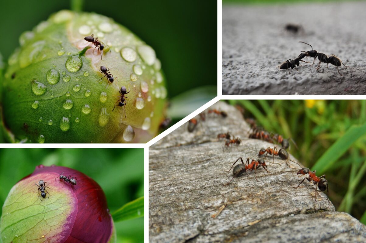 Дачники розповіли, чим обробити рослини на городі, щоб позбутись мурах