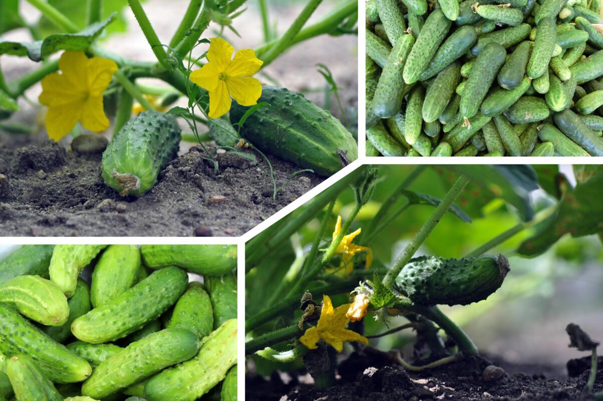 Що робити, якщо більшість квіток на огірках виявилася пустоцвітами