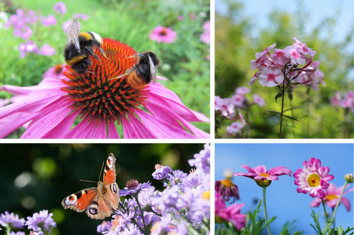 Городники розповіли, які рослини потрібно обрізати вже в червні 2025