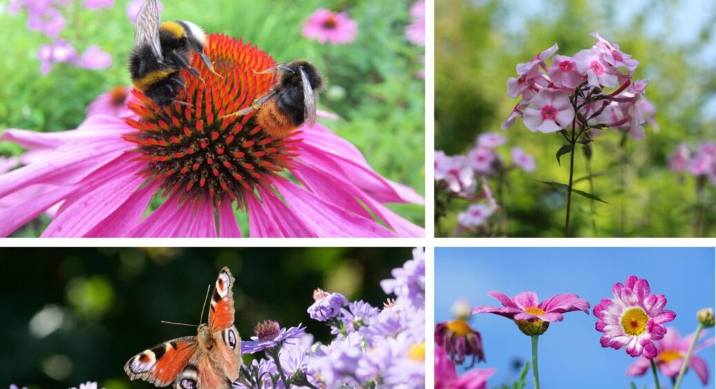 Встигніть до 20 червня 2025: 6 рослин, які треба обрізати прямо зараз – не проґавте 