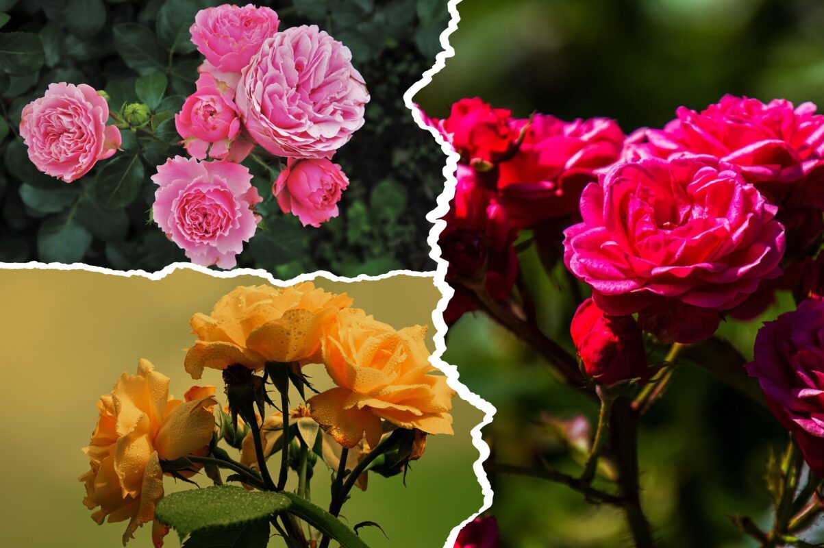 Садівники розсекретили, чим полити троянди для пишного цвітіння