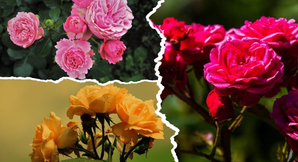 Цвіте і пахне – найкраща підживка знайдена! Поливаю цим троянду з року в рік, і в 2025 теж 