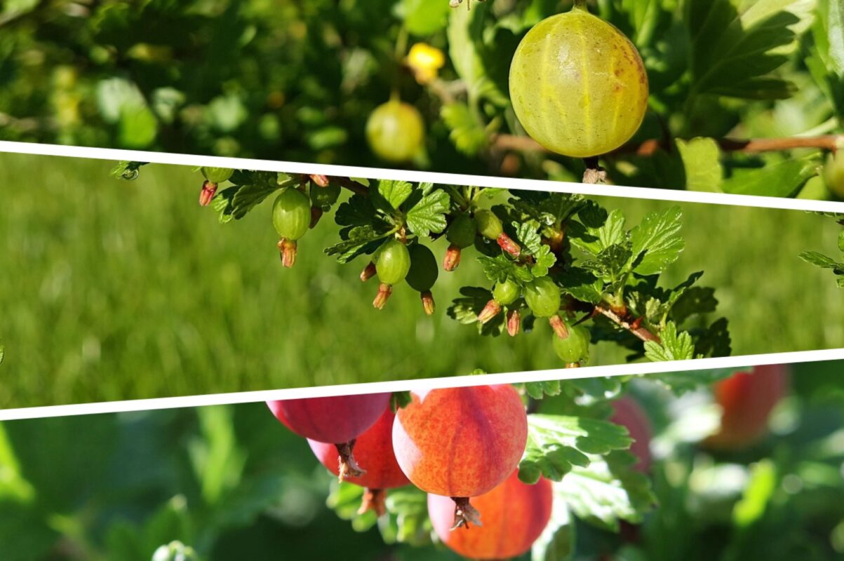 Агрономи назвали три найсолодші сорти аґрусу для посадки