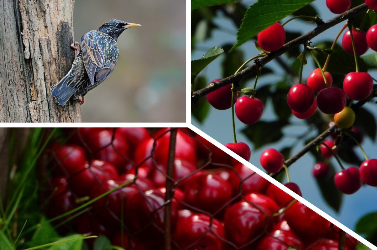 Дачники розповіли, як позбутись шпаків на городі – вишня й черешня під захистом