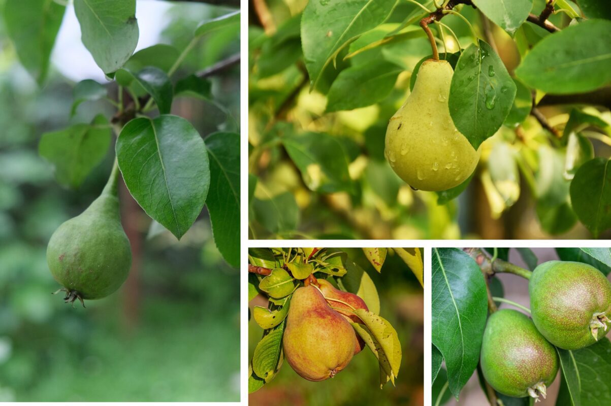 Садівники назвали реальні причини, чому груша скидає завʼязі
