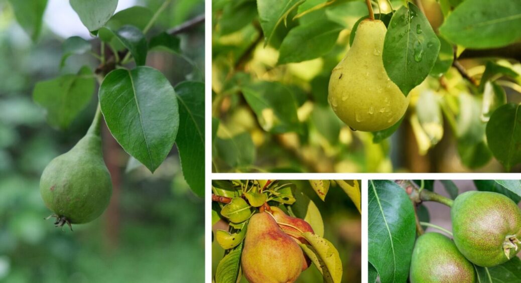 5 причин, чому так: груша скидає завʼязі і не плодоносить – як подарувати дереву друге життя 