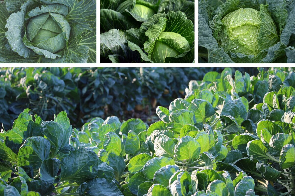 Городники розповіли, чим полити капусту, щоб захистити її від блішок