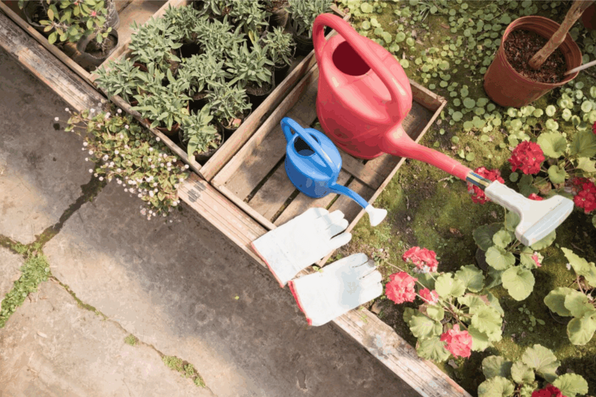 Експерти розповіли, як врятувати рослини на городі від спеки