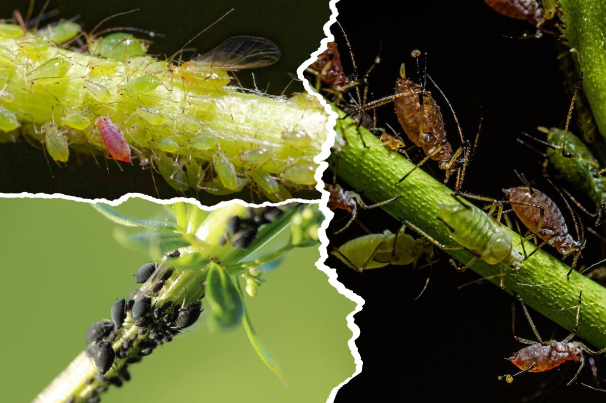 Городники розсекретили, як прибрати попелицю з дерев і кущів – бюджетно й просто