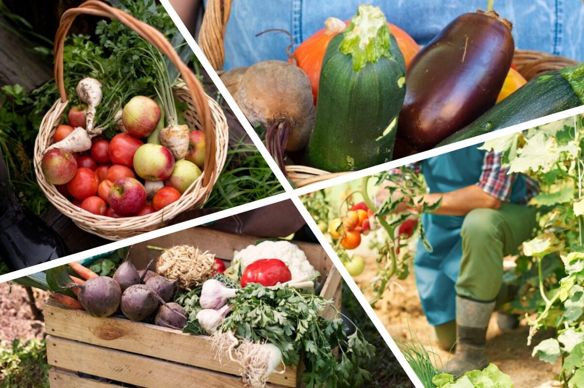 Дачники розповіли, як отримати два врожаї з однієї грядки вже в 2025-му