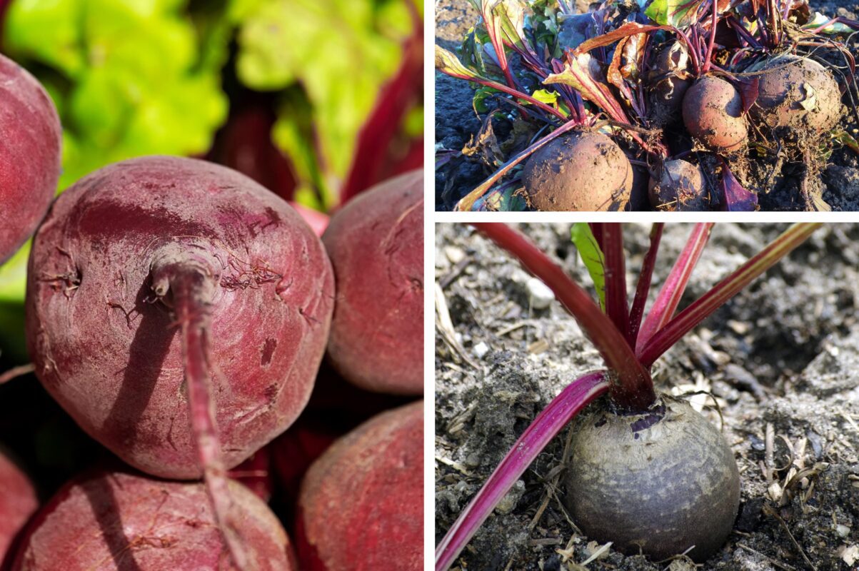 Дачники розповіли, як прискорити процес дозрівання буряка в 2025-му