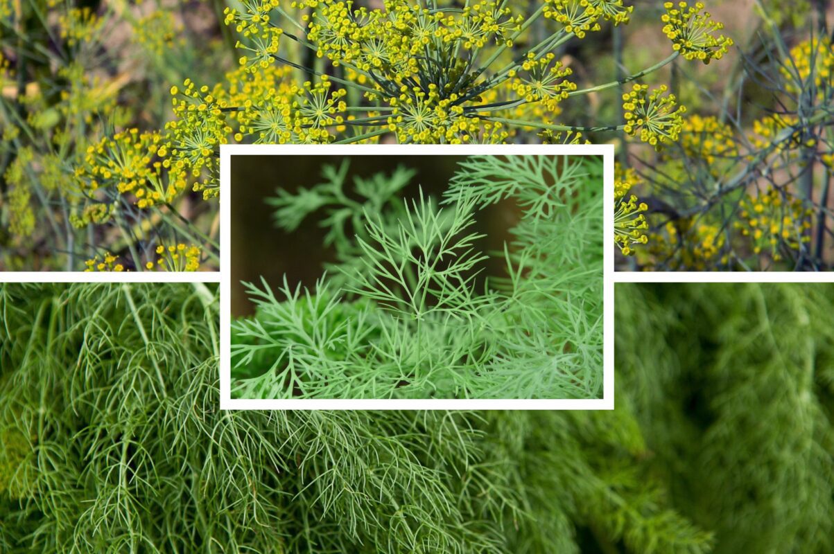 Городники розповіли, чим і коли полити кріп, щоб він виріс пишним і ароматним