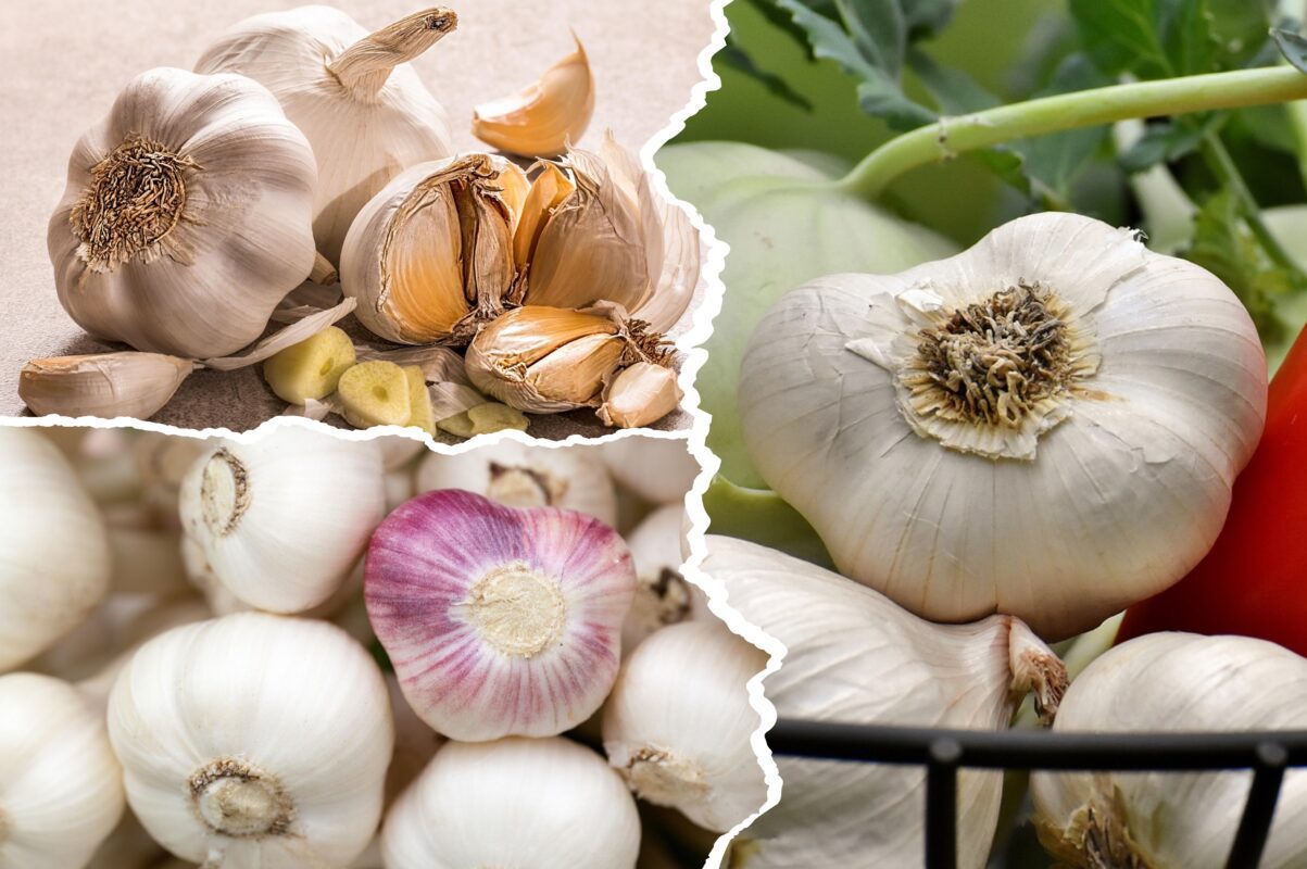 Агроном розповів, чому часник не дає великих врожаїв