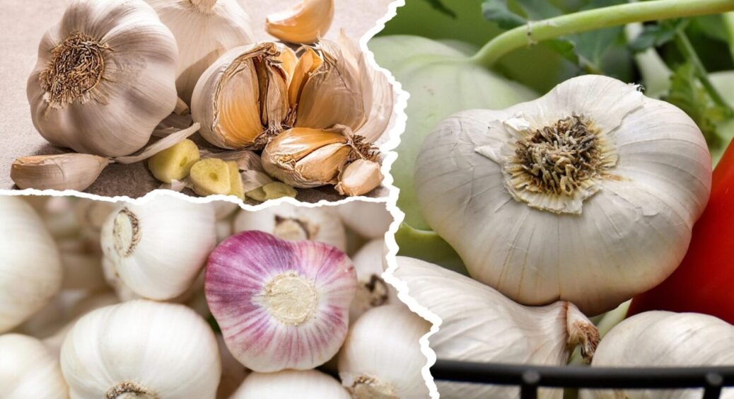 За 30 днів до збору врожаю – зробіть ЦЕ: чим полити часник, щоб головки були гігантські 