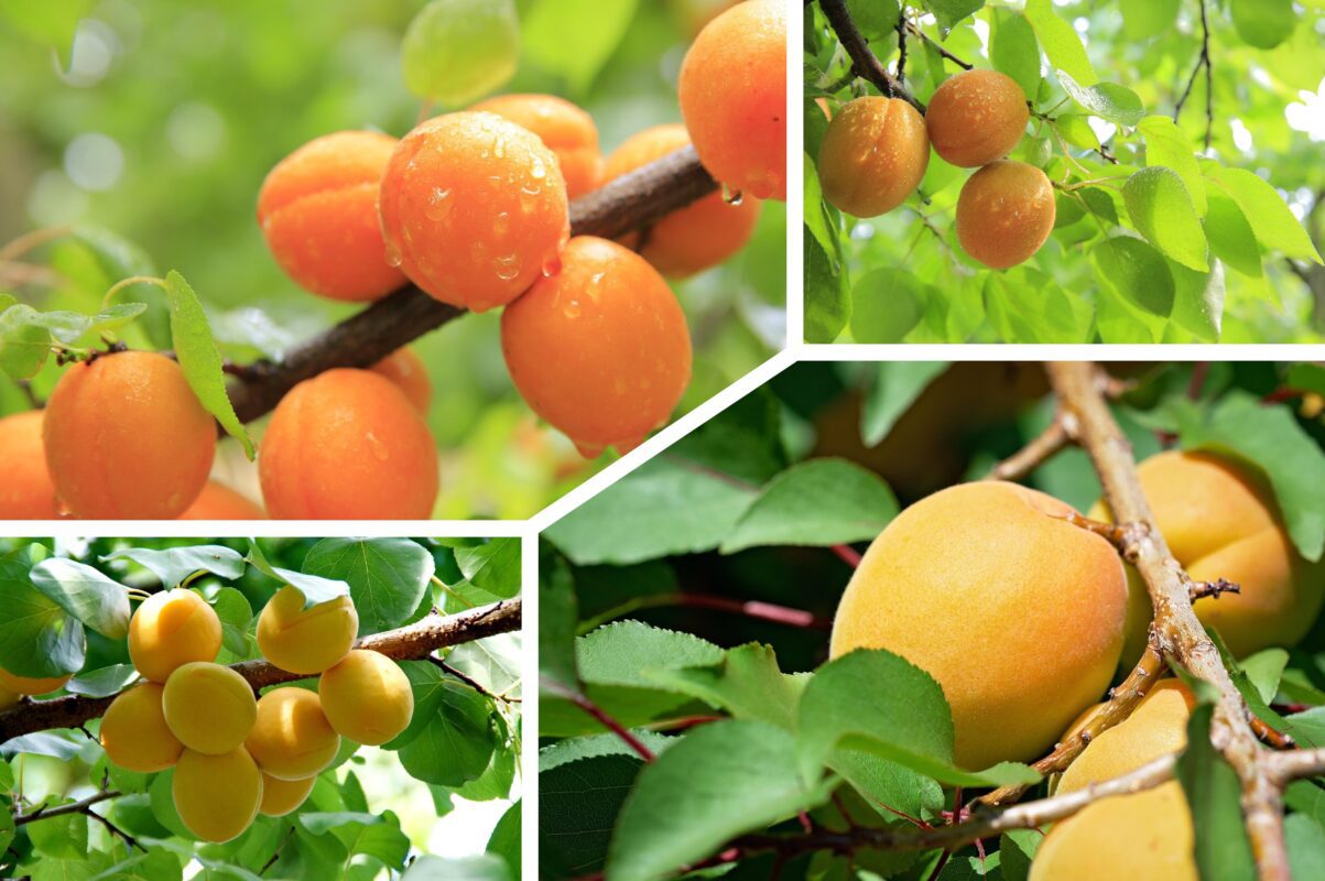 Агроном розповів, як правильно обрізати абрикоси