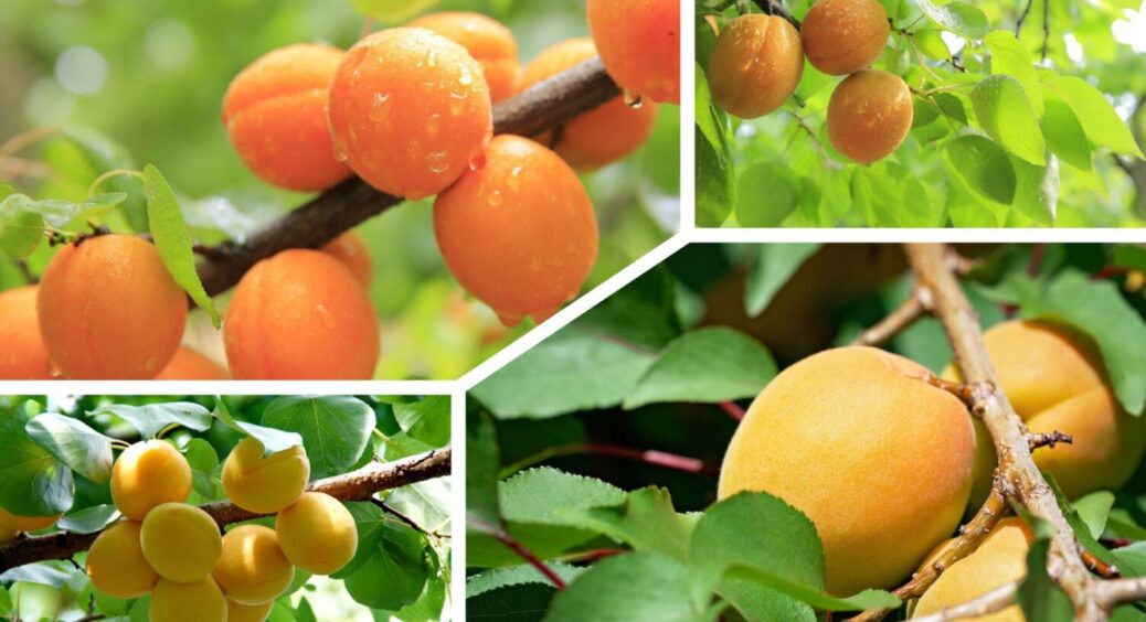 Обрізаю абрикоси у Харкові за цими 2 принципами: завжди маю ідеальні крупні плоди 