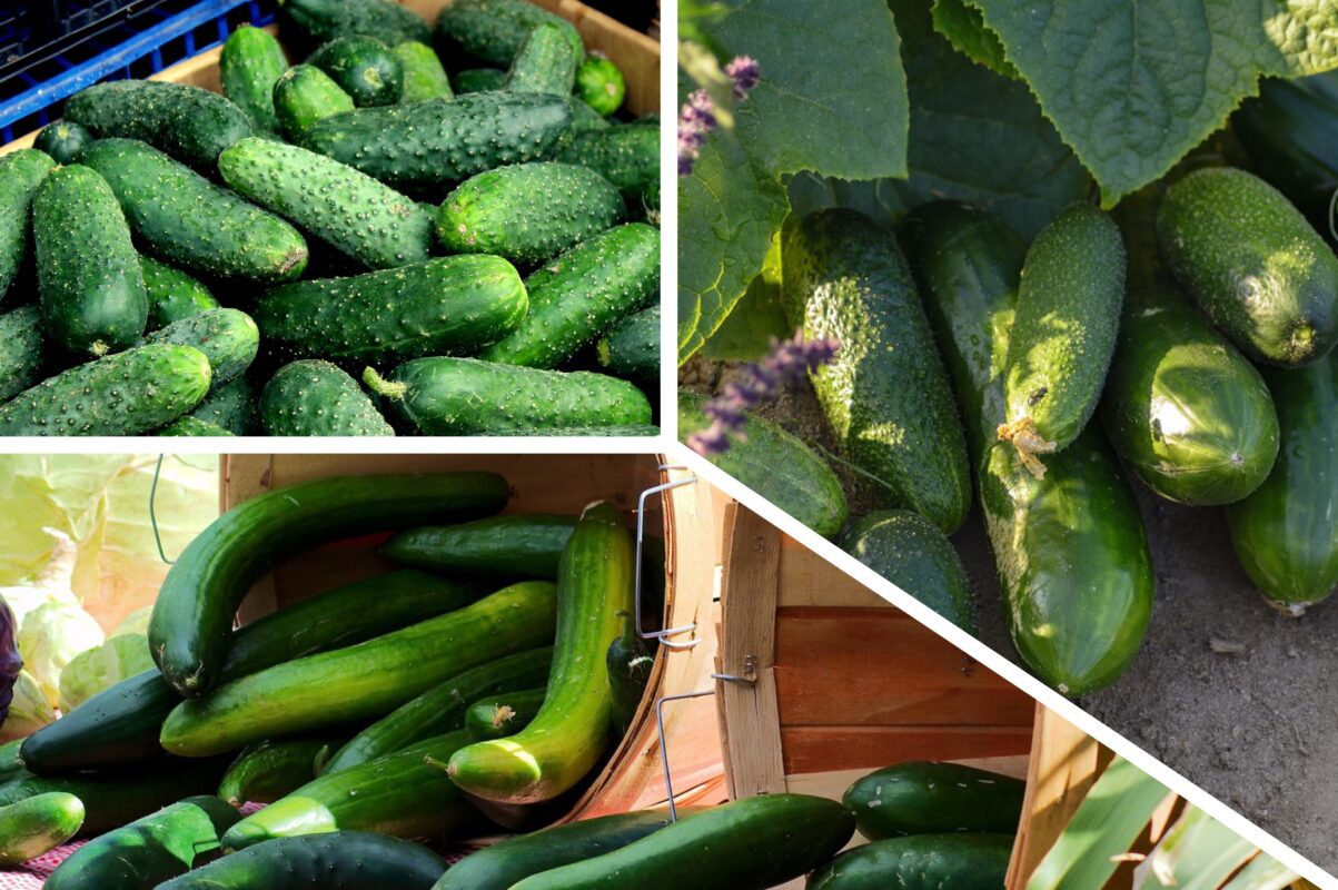 Городники розповіли, чим обробити огірки, щоб в 2025-му зібрати рекордний врожай