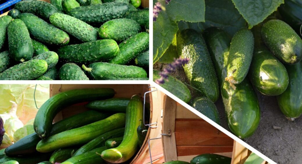 Молоко + йод – і огірки ростуть прямо на очах: чим полити овоч влітку, щоб всі сусіди заздрили 