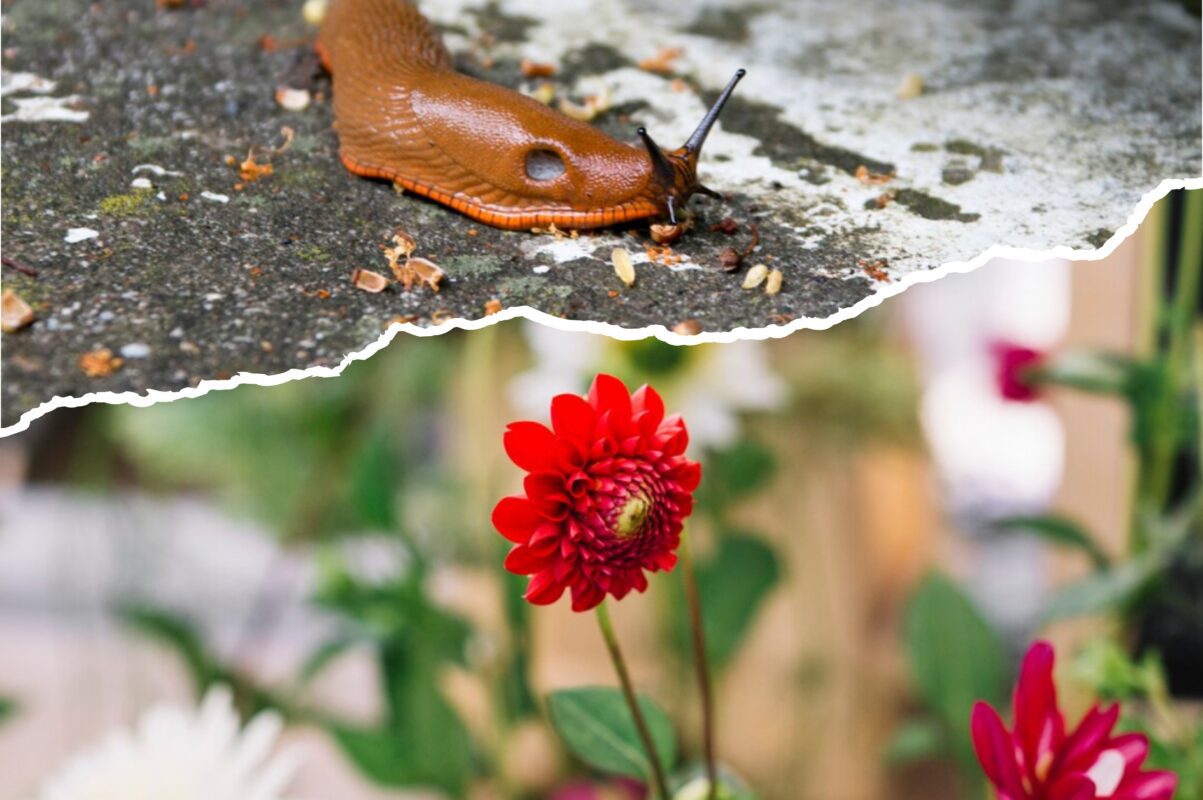 Садівники розсекретили, що додати в ґрунт, щоб слимаки не зʼїли квіти