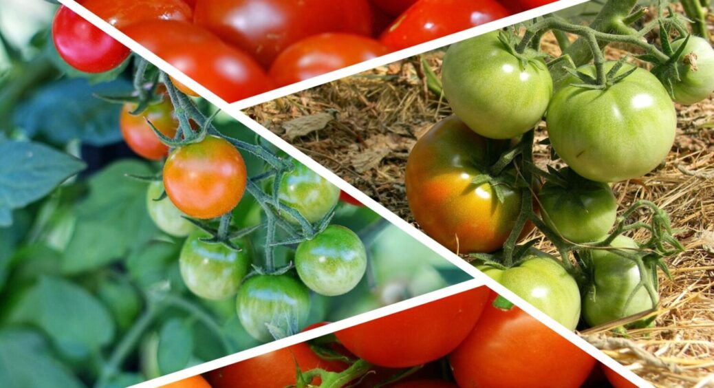 Стиглі помідори закопую в ґрунт – несподіваний лайфхак: зробіть так і ви в 2025-му 