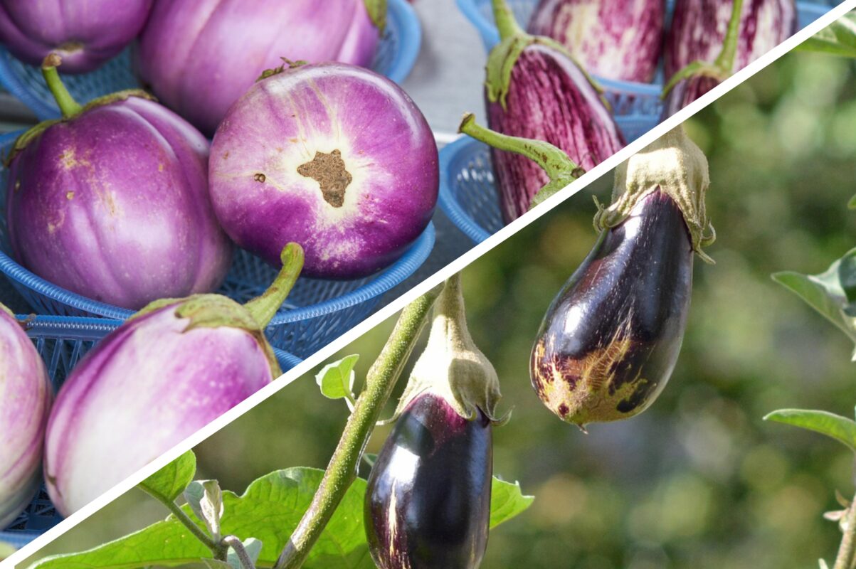 Агроном розповів, чому не плодоносять баклажани