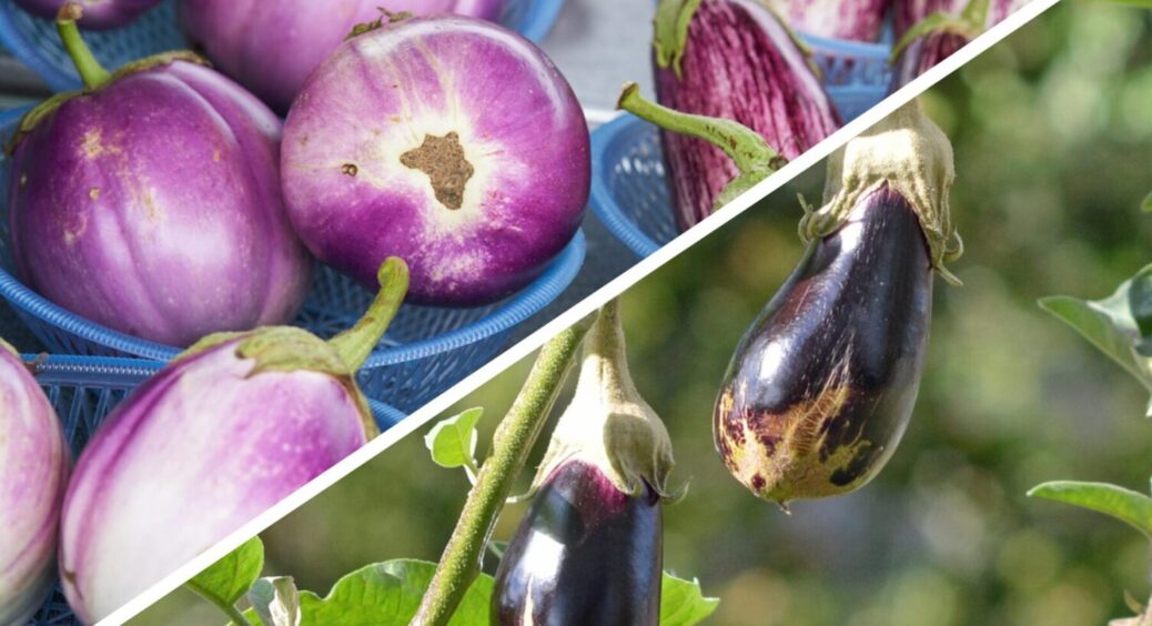 Ніби все правильно, а баклажанів немає: 1 хитрість, яку більшість киян просто не помічає 