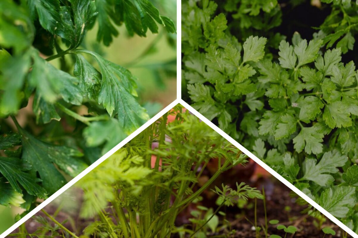 Експерт розповів, як виростити пишні кущі петрушки та базиліку