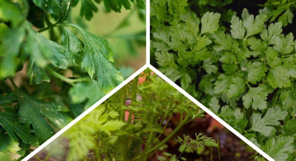 Просто поливаю грядку цим, і маю у 2025-му зарослі петрушки та базиліку: зелень дуже соковита 