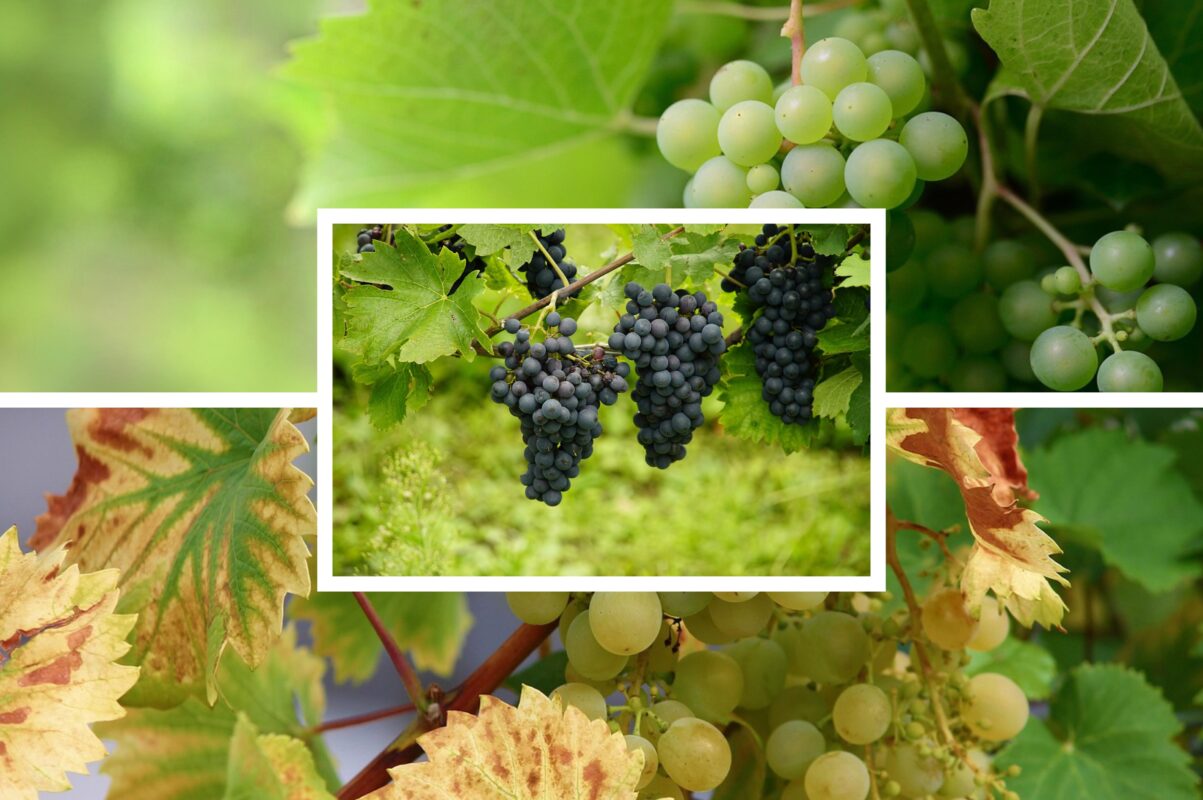 Садівники розповіли, що потрібно зробити з виноградом в липні 2025