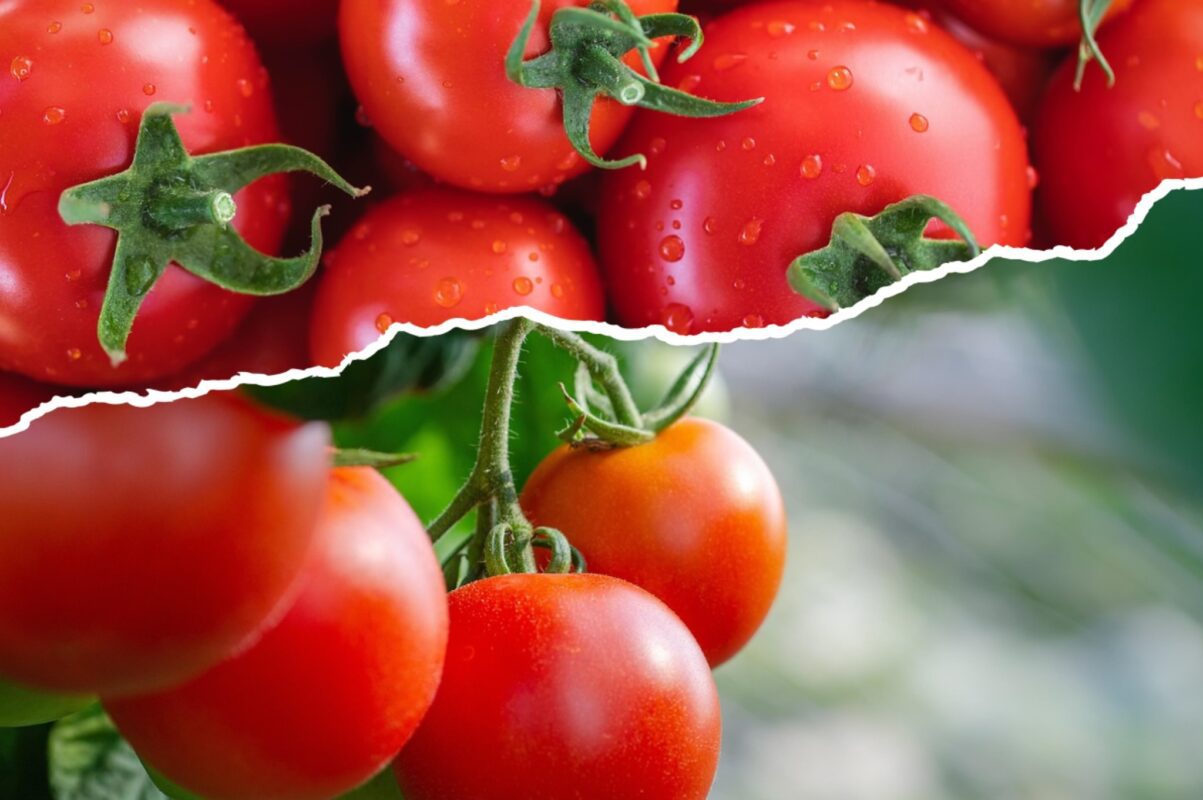 Експерт розповів, як стимулювати рясне плодоношення у помідорів 