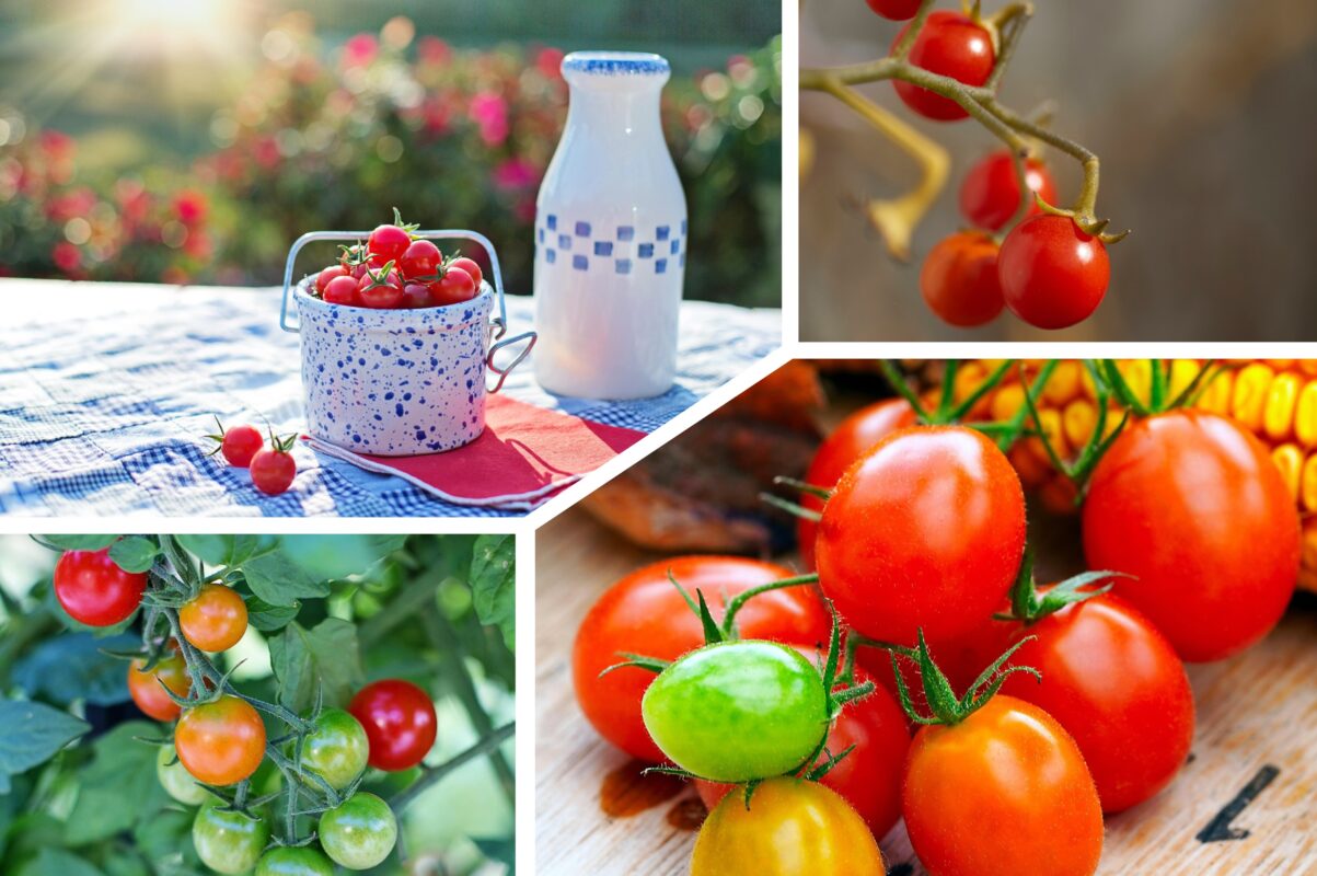 Городники розповіли, як позбутись вершинної гнилі на помідорах в 2025-му