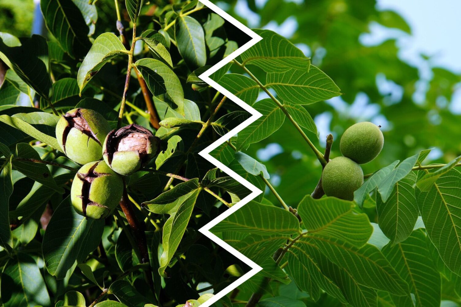 Експерт розповів, як можна використати лист волоського горіху на грядці