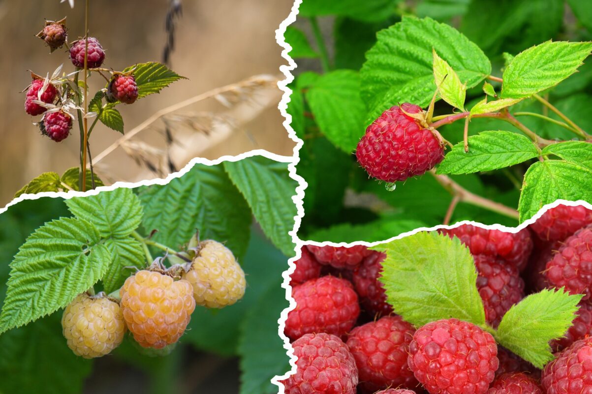 Садівники розповіли, що потрібно зробити з кущами малини до кінця червня 2025