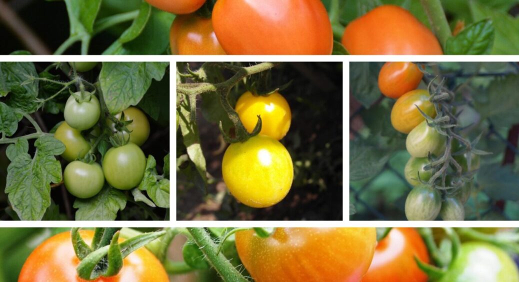 Ця підживка творить чудеса: поливаю нею томати не просто так, і в 2025 теж – плоди гігантські 