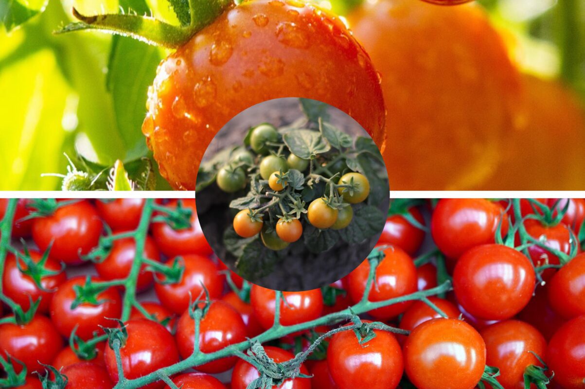 Садівники пояснили, як уникнути появи фітофтори на томатах у 2025 році