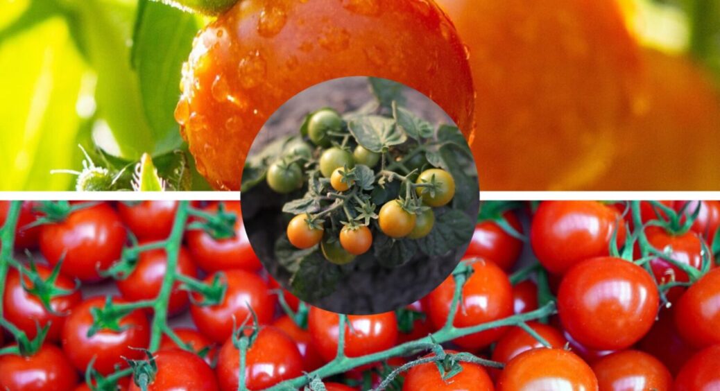 Не бордоська рідина і не мідний купорос: цей “еліксир” на 100% рятує помідори від фітофтори 