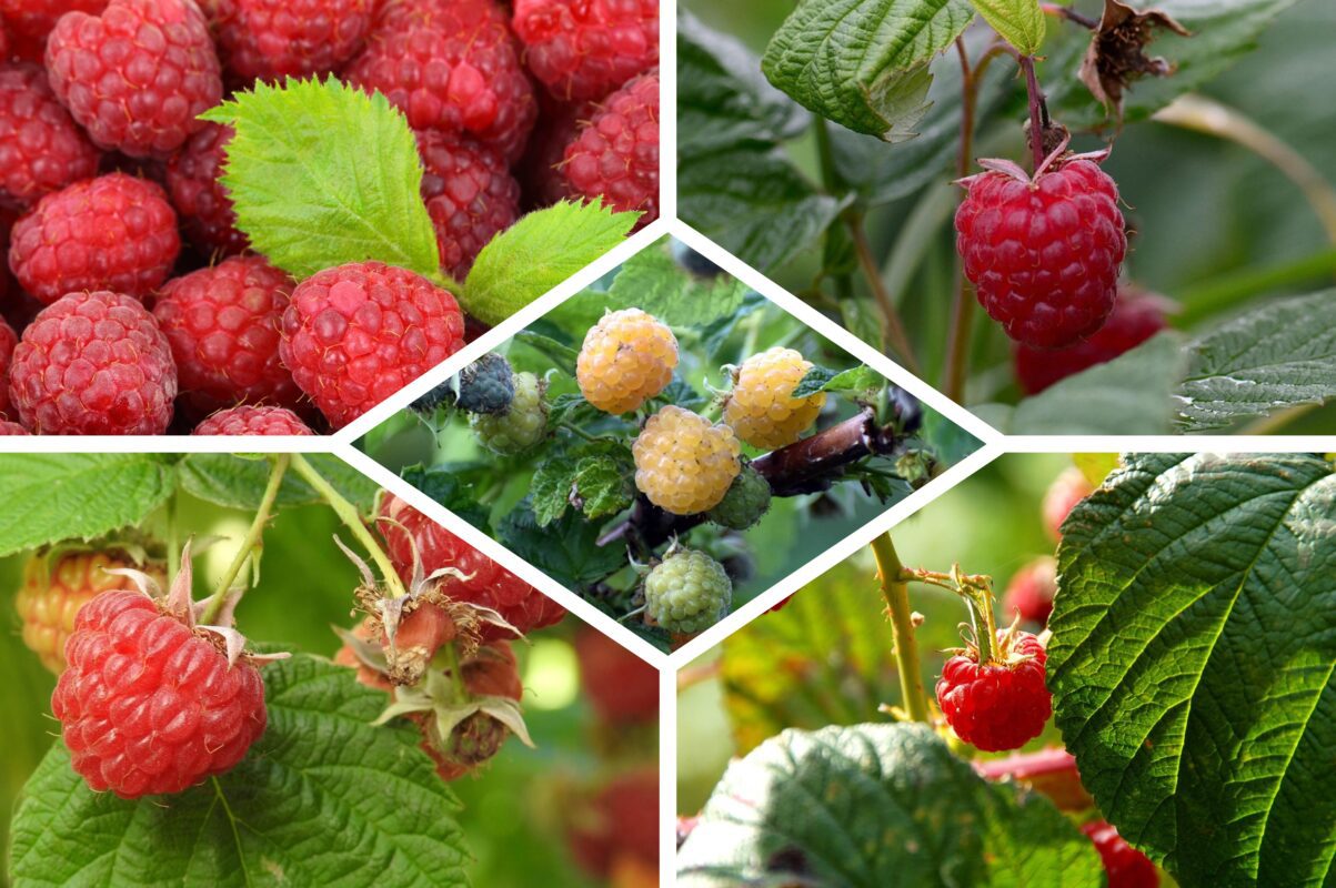 Агроном розповів, як легко потроїти урожай малини