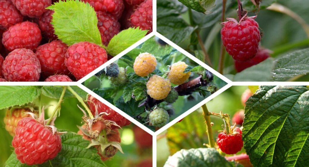 Обрізаю у малини лише цю частину: ягід стає в 3 рази більше – прийом з Кіровоградщини 