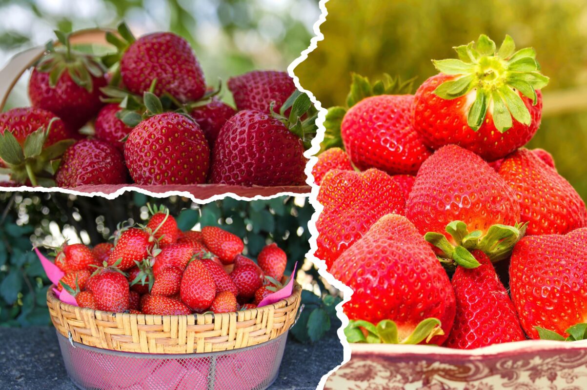 Агроном розповів, як збільшити повторний урожай полуниці