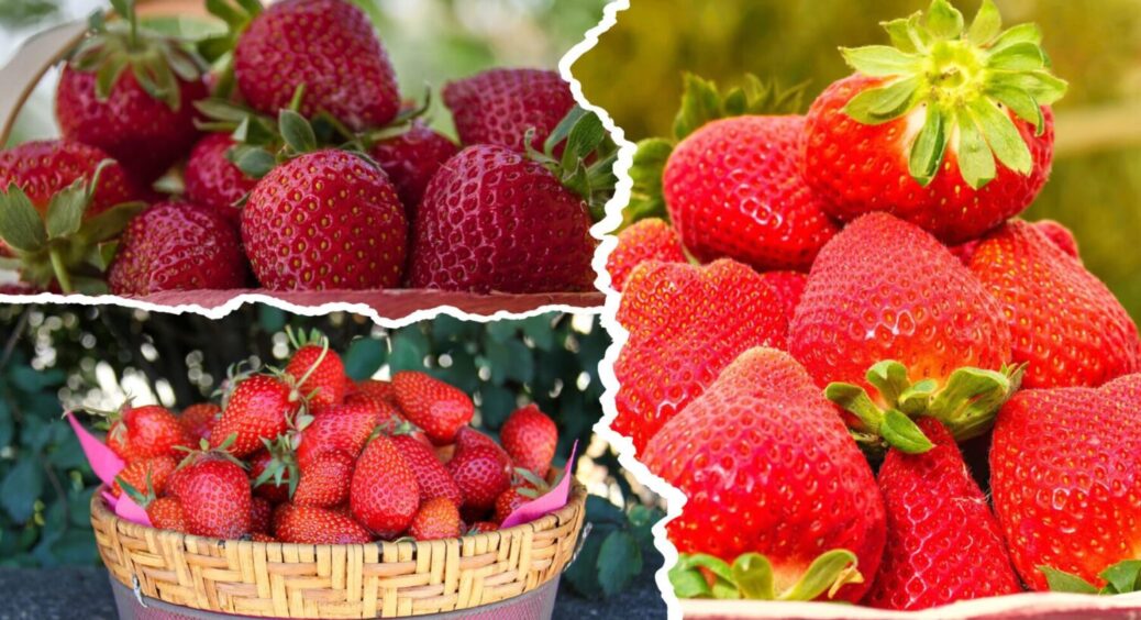 Просто додаю це під корінь полуниці, і 2-й врожай вона дає значно більший, ніж перший 