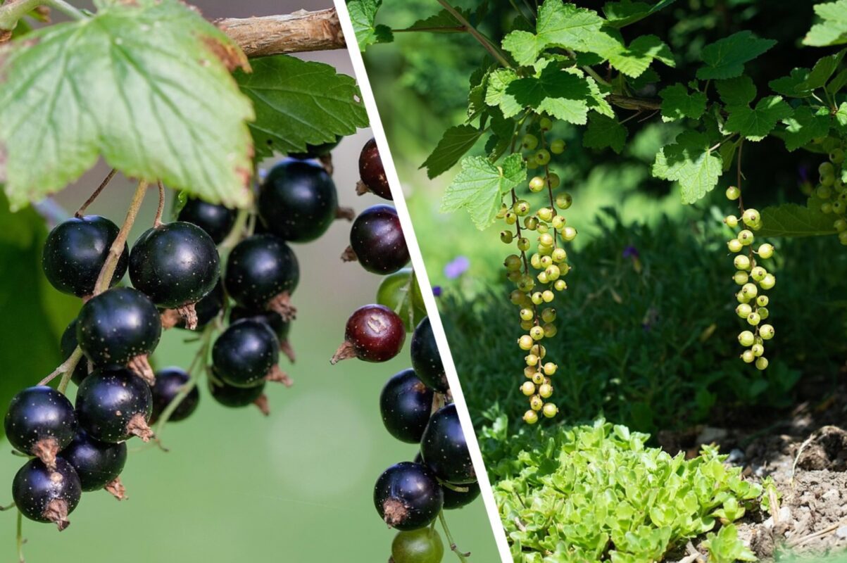 Садівники розповіли, чому в смородини жовтіє листя в червні – що робити