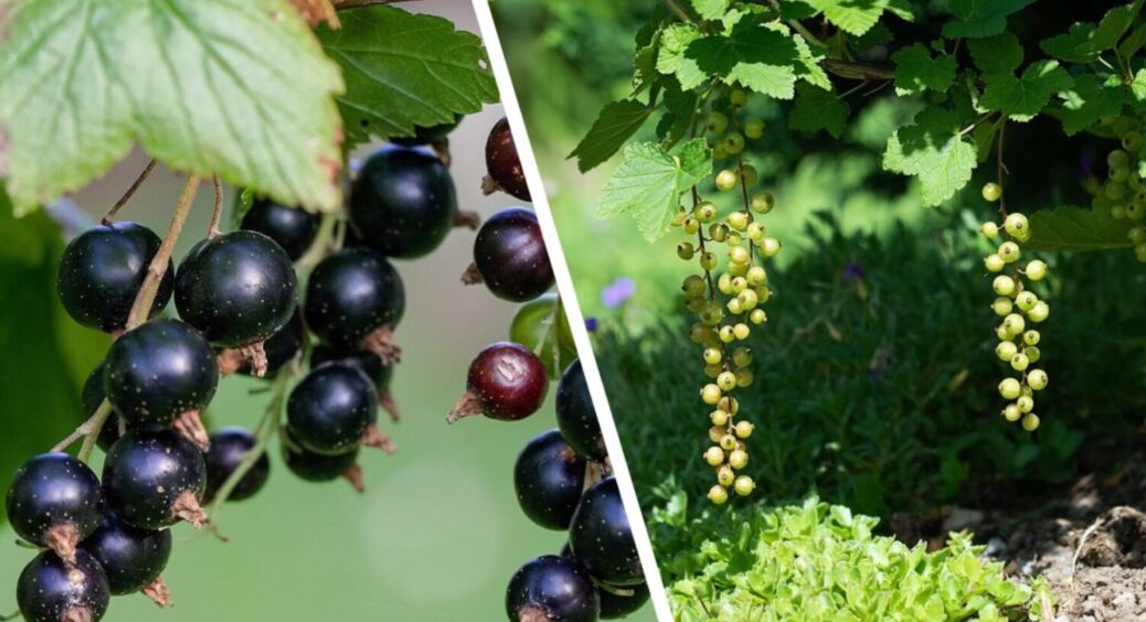 10% дачників знають про це: чому в смородини жовтіє листя і як врятувати врожай влітку 