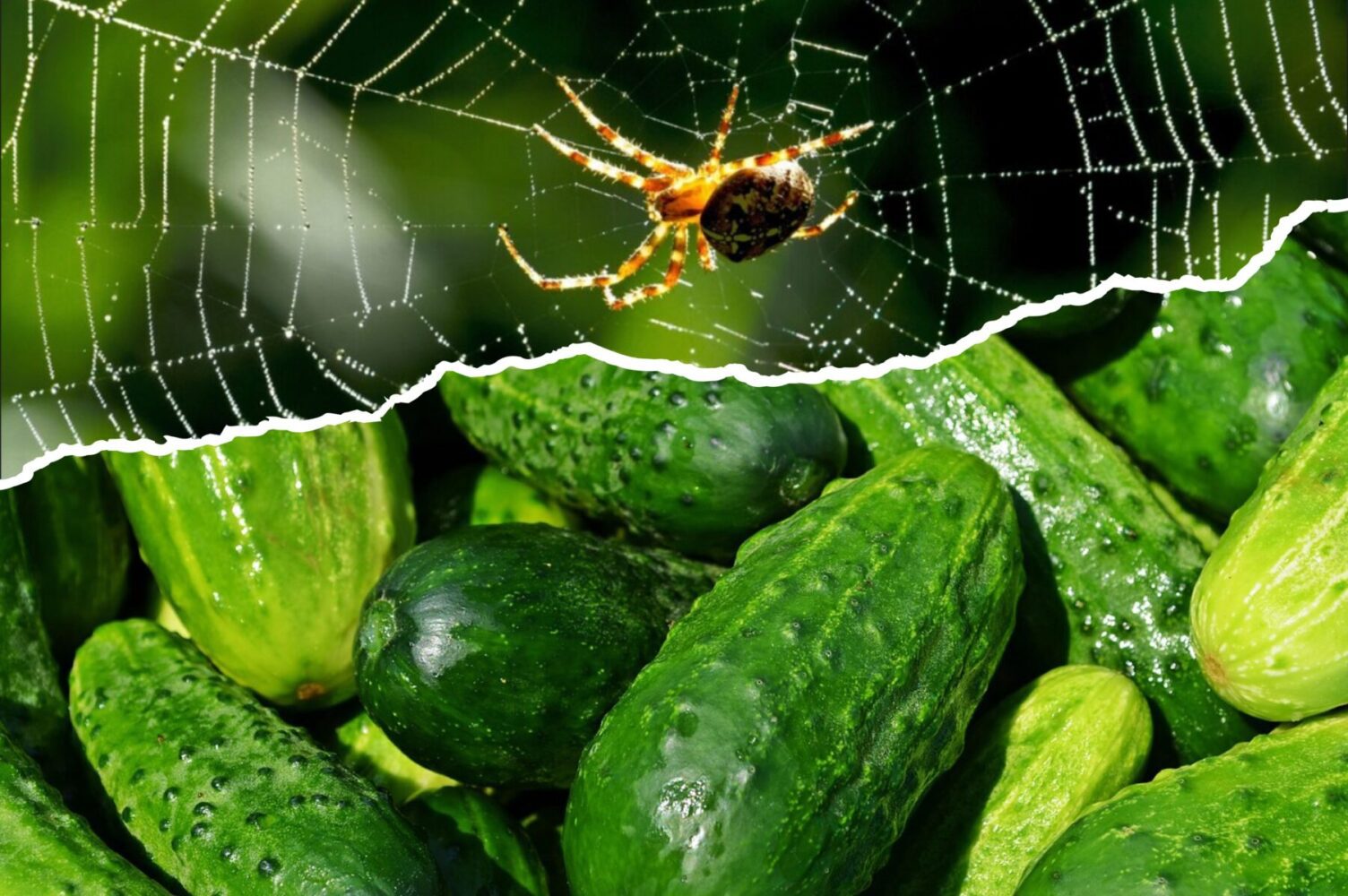 Городники розповіли, як позбутись павутинного кліща на огірках
