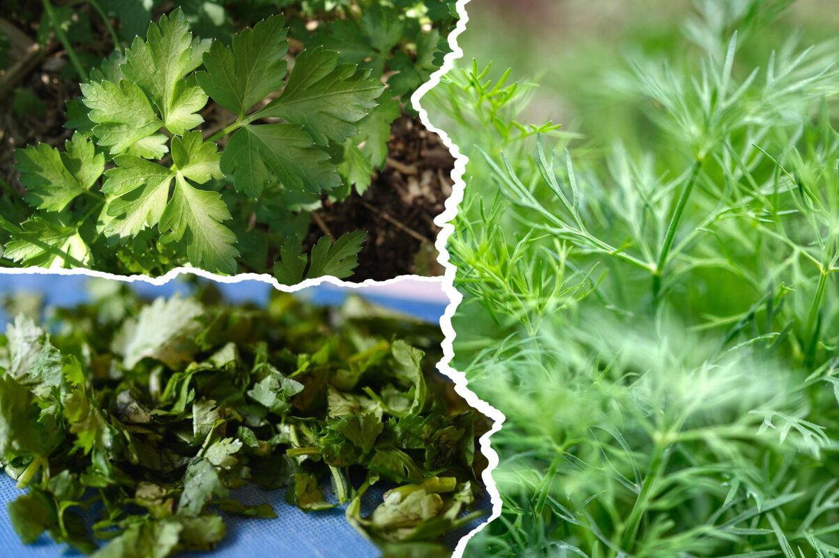 Садівник розповів, як оздоровити свою зелень на грядці