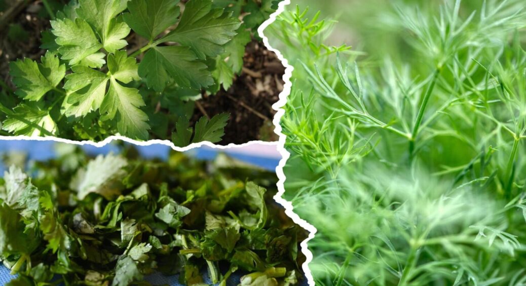 Зелень буде рости аж до осені: що посадити в червні 2025, щоб зібрати щедрий врожай 